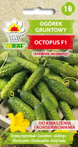 Ogórek-gruntowy-OCTOPUS.webp