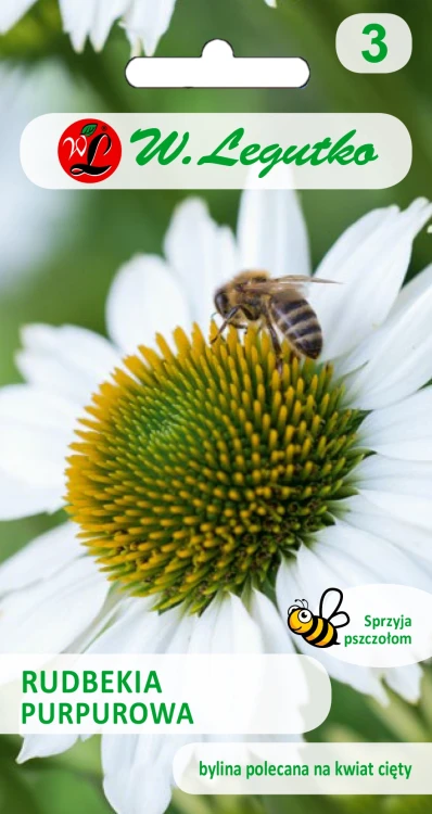 Rudbekia-purpurowa-o-kwiatach-bialych.webp