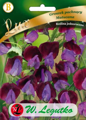Groszek-pachnący-Matucana.webp