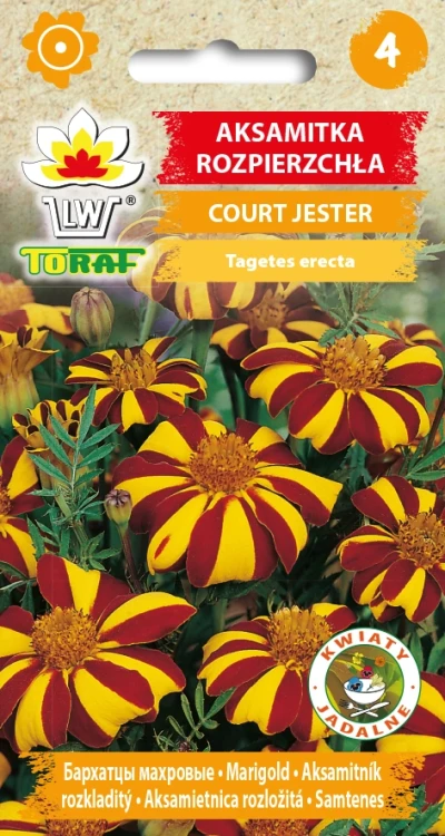 Aksamitka-rozpierzchła-COURT-JESTER.webp