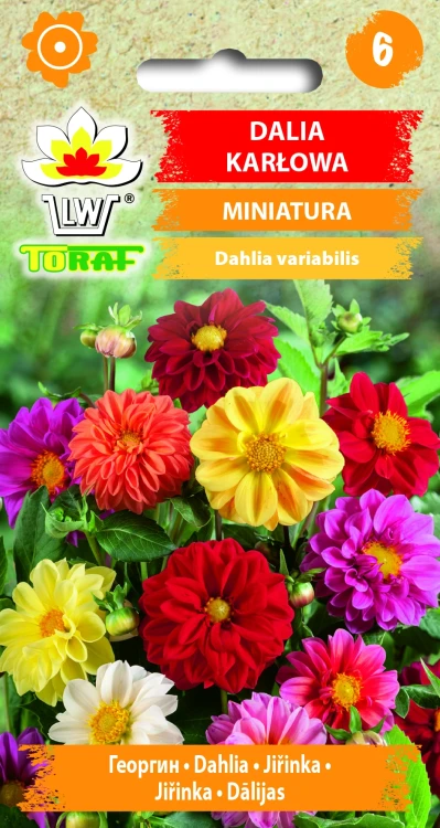Dalia-karłowa-MINIATURA.webp