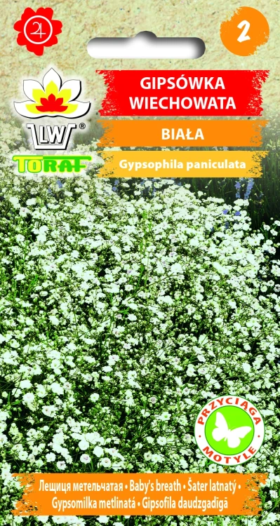 Gipsówka-wiechowata-BIAŁA.webp