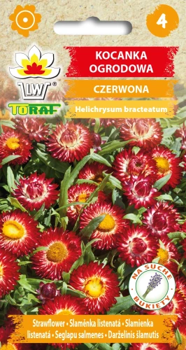 Kocanka-ogrodowa-CZERWONA.webp