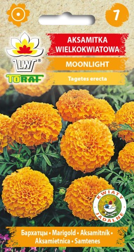 Aksamitka-wielkokwiatowa-MOONLIGHT.jpg