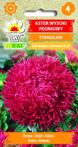 Aster-wysoki-peoniowy-STANISŁAW .jpg