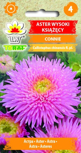 Aster-książęcy-wysoki-CONNIE.jpg