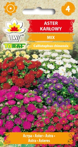 Aster-karłowy-MIX.jpg