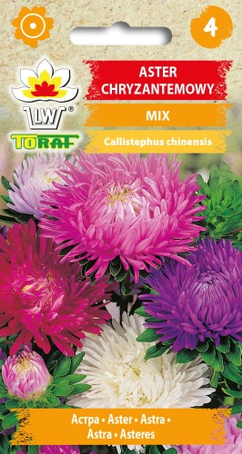 Aster-chryzantemowy-MIX.jpg