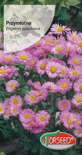 Przymiotno.webp