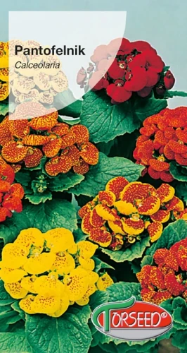 Pantofelnik.webp