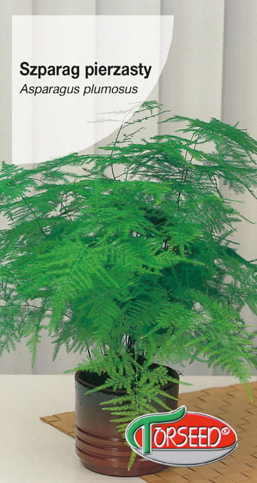Asparagus pierzasty.jpg