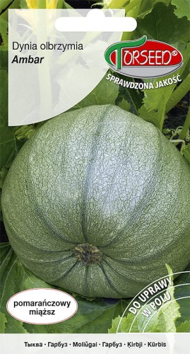 dynia ambar.jpg
