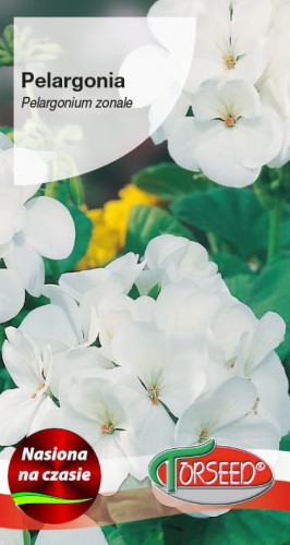 Pelargonia biała.jpg