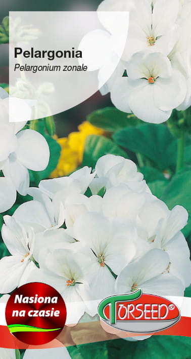 Pelargonia biała.jpg