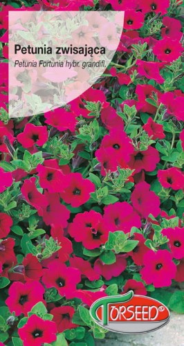 Petunia zwisająca Fortunia purpurowa.jpg