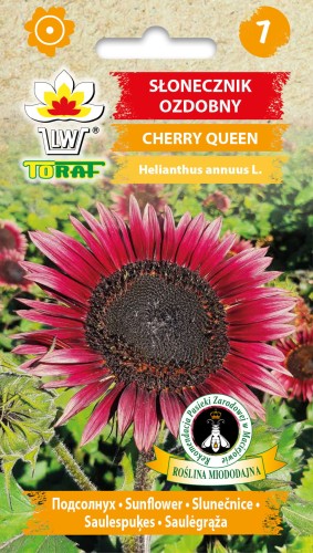 Słonecznik-ozdobny-CHERRY-QUEEN.jpg
