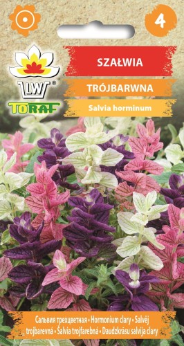 Szałwia-trójbarwna.jpg