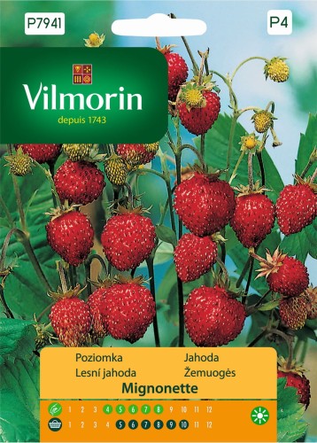 poziomka-mignonette.jpg