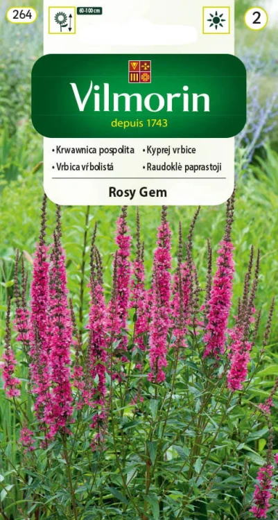 krwawnica-rosy-gem.jpg