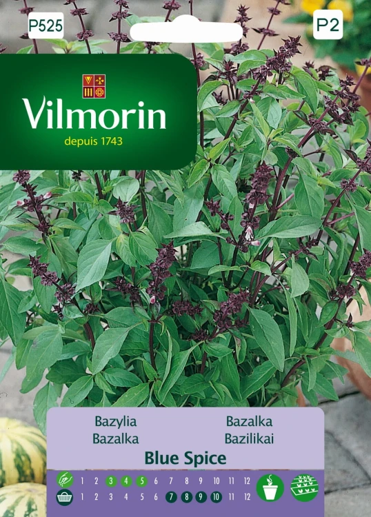 bazylia-blue-spice.jpg