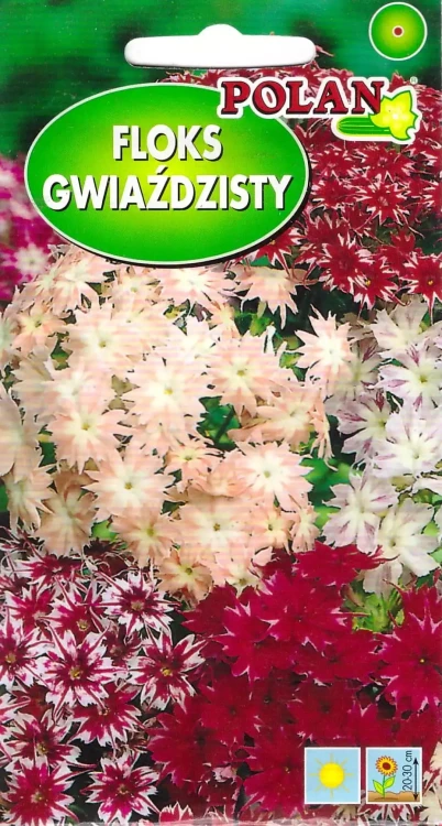 floks-gwiaździsty.webp