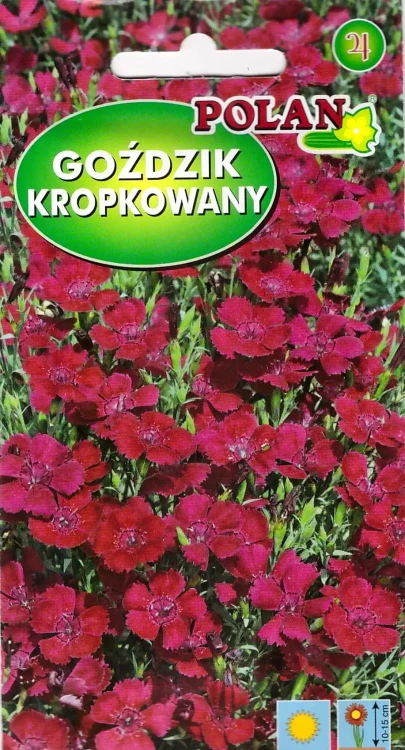 goździk-kropkowany.webp