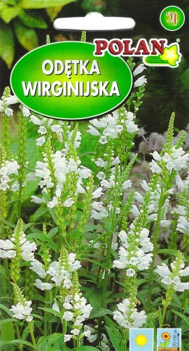 odętka-wirginijska.webp