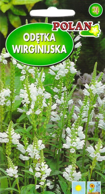 odętka-wirginijska.webp