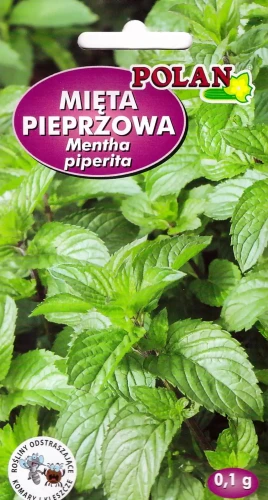 mięta-pieprzowa.webp