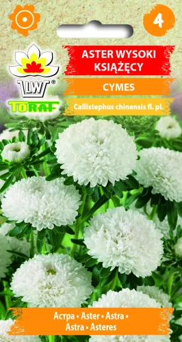 Aster-książęcy-wysoki-CYMES.webp