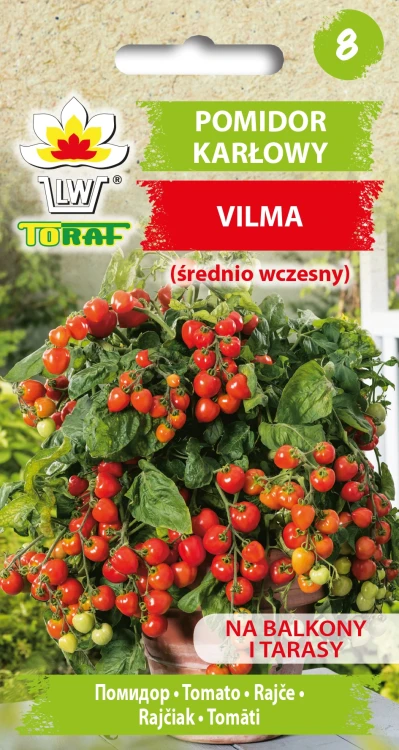 Pomidor-gruntowy-karłowy-VILMA.webp