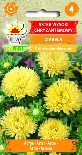Aster-chryzantemowy-wysoki-IZABELA.jpg