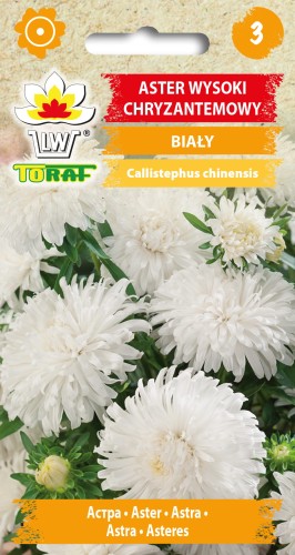 Aster-chryzantemowy-wysoki-BIAŁY.jpg