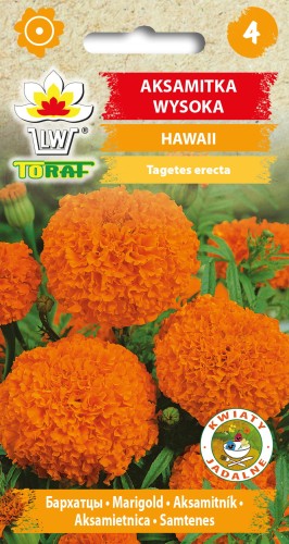 Aksamitka-wysoka-HAWAII.jpg