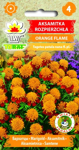 Aksamitka-rozpierzchła-ORANGE-FLAME.jpg