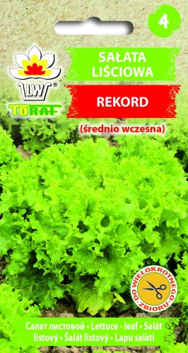Sałata-REKORD.jpg