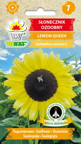 Słonecznik-ozdobny-LEMON-QUEEN.webp