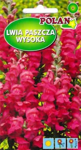 lwia-paszcza-temple.webp