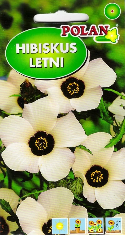 hibiskus-letni.webp
