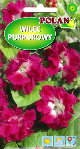 wilec-purpurowy-reffles.webp