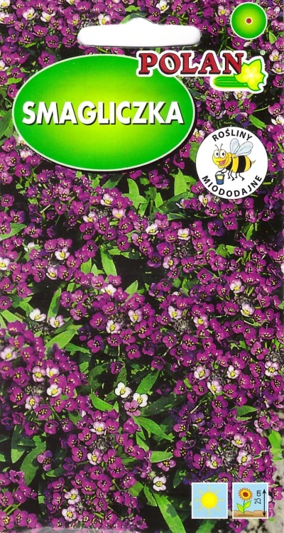 smagliczka-różowo-fioletowa.webp