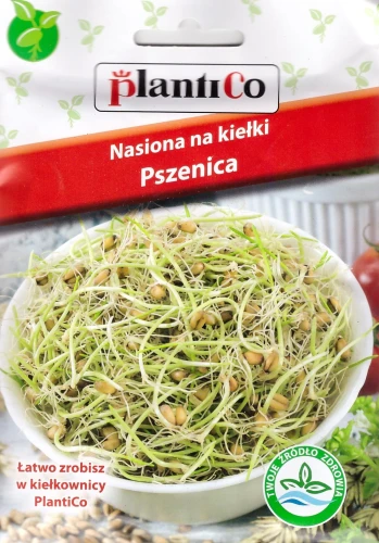 pszenica-na-kiełki.webp
