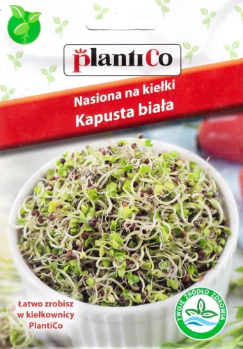 kapusta-biała-na-kiełki.webp