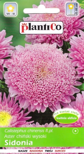 aster-sidonia-różowy.webp