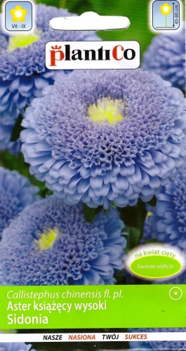 aster-sidonia-niebieski.webp