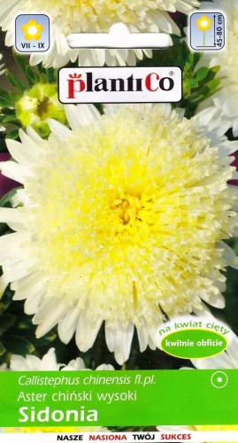 aster-sidonia-żółty.webp