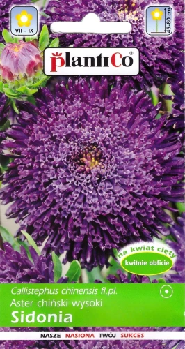 aster-sidonia-fioletowy.webp