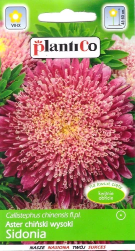 aster-sidonia-karminowy.webp