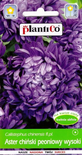aster-chiński-peoniowy-wysoki-fioletowy.webp