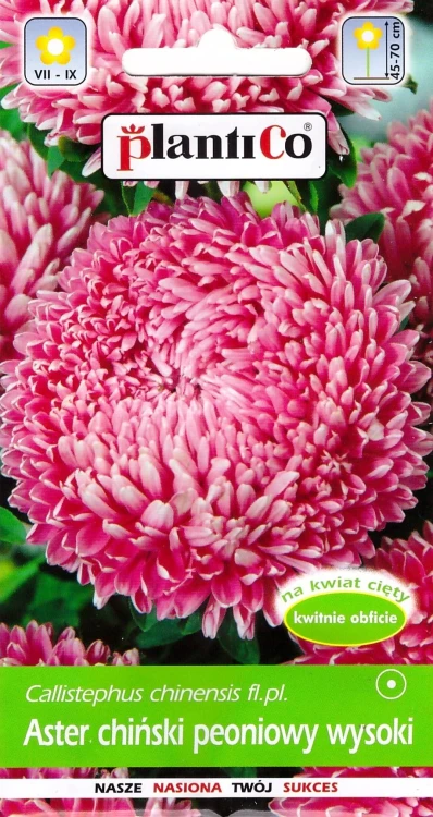 aster-chiński-peoniowy-wysoki-różowy.webp
